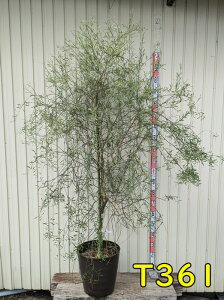 yIׂ錻izfU[gC@@c؁@12tO[A@@ڂؕc