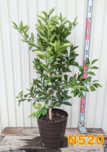 yIׂ錻izIW@l[uIW@c؁@10tO[A