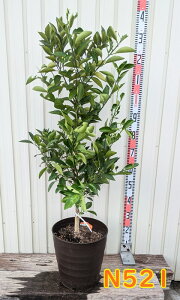 yIׂ錻izIW@l[uIW@c؁@10tO[A