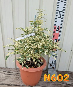 yIׂ錻izV}glR@6A@V{c[ɍœKȕc