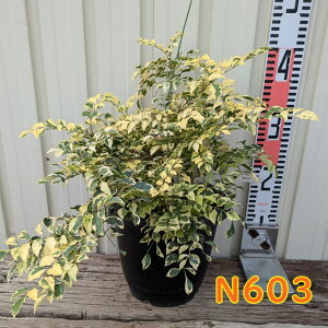 yIׂ錻izV}glR@6A@V{c[ɍœKȕc