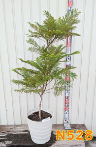 yIׂ錻izWJ_@u[ubT@r[CO@c؁@10tO[A