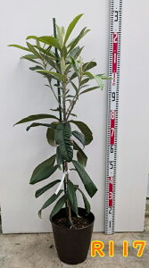 yiR117zr@Ȃ@ ڂؕc@c؁@8tO[AyFF_[NuEz