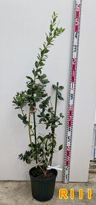 �u���[�x���[ �~�X�e�B �c�؁@8���y�T�U���n�C�u�b�V���n�z