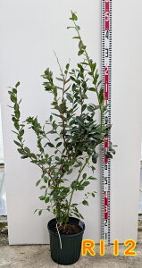 u[x[ ~XeB c؁@8yTUnCubVnz