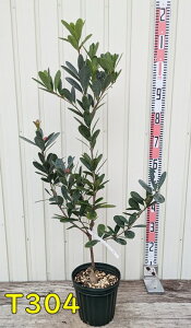 yIׂ錻izlG炫@AUAցicoLjڂؕc@6@c