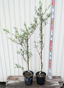 y2iZbg/iR131/132zI[u̖؁@c؁@lofBuR×J5(WFCt@Cu)@6@yyAvcz