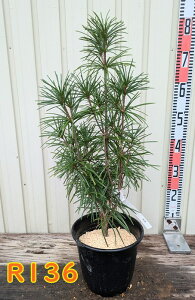 yIׂ錻izRE}L@(얊)@c؁@6