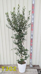 yIׂ錻izI[u̖؁@ЂȂ(qiJ[)@c؁@8ZA[gA