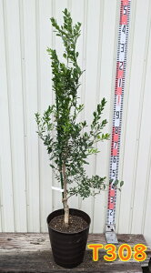 yIׂ錻i/isztBK[C@c؁@ڂؕc@9tO[A