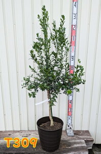 yIׂ錻i/isztBK[C@c؁@ڂؕc@9tO[A