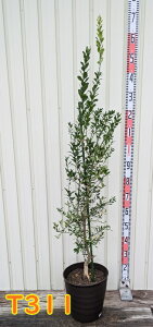 yIׂ錻i/isztBK[C@c؁@ڂؕc@9tO[A