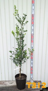 【現品T312/品種不明】フィンガーライム 苗木 接ぎ木苗 9号フレグラー鉢植え【ダークブラウン】