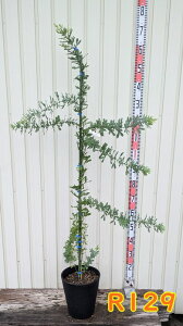 yIׂ錻iz~UAJVA@c؁@8ZA[gA