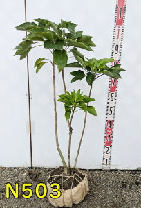 【選べる現品】カクレミノ 苗木 株立ち 【植木 庭木 シェードガーデン】