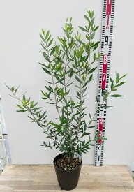 オリーブの木 ひなかぜ(ヒナカゼ)　苗木　6号フレグラー鉢植え(ダークブラウン)