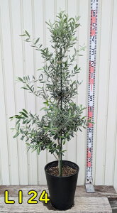 yIׂ錻izI[u̖؁@VvV[m@c؁@10ZA[gA