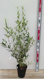 オリーブの木　ひなかぜ(ヒナカゼ)　苗木　株立ち　6号