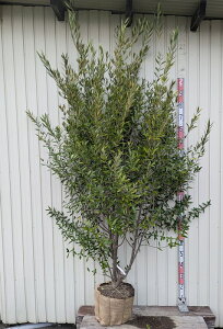 y󂠂/iL802zI[u̖؁@ЂȂ(qiJ[)@@@c؁@2.1m