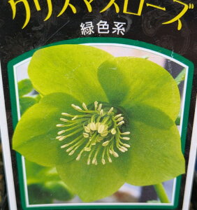 NX}X[Y@VO炫@ΐFniO[j@3c@c