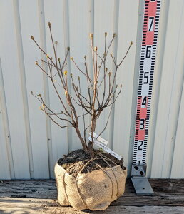 �y�I�ׂ錻�i�����z���D�c�c�W�i�N���t�l�c�c�W�j ����40cm�`