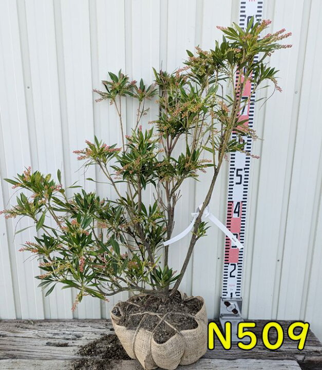 楽天市場】【選べる現品】琉球アセビ(リュウキュウアセビ) 苗木 白花 