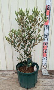 yizI[u̖؁@ЂȂ(qiJ[)@c؁@8@N515