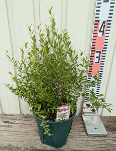 rx[@lCeBuiChu[x[j@c؁@5(e12)