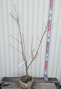 yi̔zAI_@@c؁@1.2m@N518