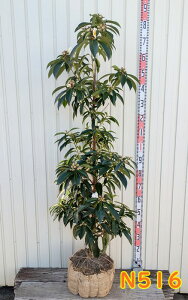 yIׂ錻izpցi^CcoLj@S[hjA@c؁@1.5m`