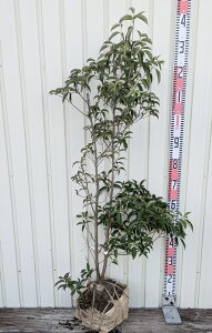 yizΎR@ti΃}{EVj @c؁@1m@N519