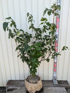 yiz}QcEoCiX~j c؁@1myK843z