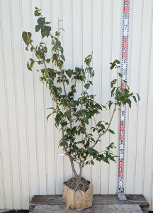 yiz}QcEoCiX~j c؁@1.4myK846z