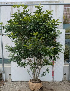 yizV}glR@@1.8m@Y253y @c؁z