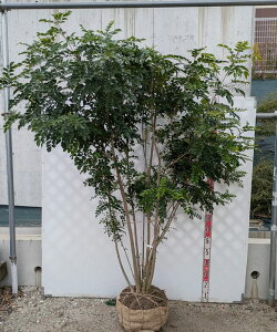 yizV}glR@@1.8m@Y254y @c؁z