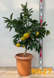 【選べる現品発送】温州みかんの木 (ウンシュウミカン) 宮川早生(ミヤガワワセ) 8号鉢植え