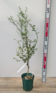 yiN528ztBK[C@gr[(sNn)@c؁@ڂؕc@5