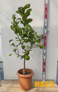 yt/Iׂ錻iz̖؁iEGj@c؁@8A