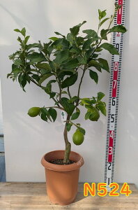 【実付き/選べる現品発送】レモンの木(檸檬) 苗木 8号鉢植え