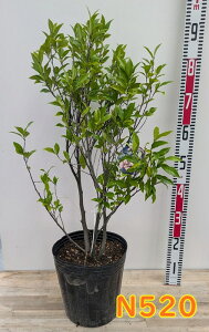 yIׂ錻izIK^}@|[gC@c؁@8