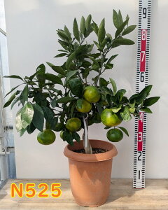 yIׂ錻izB݂̖؁@(EVE~J)@{쑁i~KZj@8A