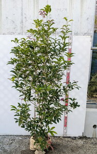 yizlG炫؍(VLULLNZC)@c؁@1.9m@S647ylG炫LNZCz