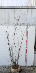 【現品】ジューンベリー 苗木 株立ち 樹高約2.2m K707