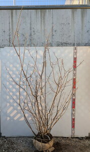 yizW[x[@@c؁@2.1m@K711