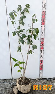 yiz\VEoCifSX~j@c؁@1m@R107