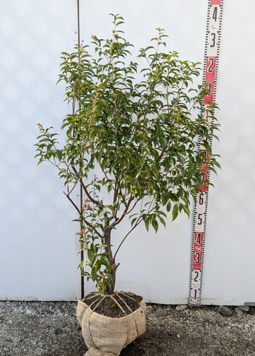 楽天市場】【現品/訳あり】常緑エゴノキ（トキワエゴノキ）苗木 樹高 