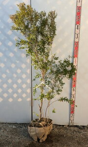 yiY258zLiM()@tWmsL[isNj@1.3m@c