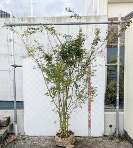 yizCn~W@c؁@@2.3m@N854sV΂̗ƍgty߂c؁t