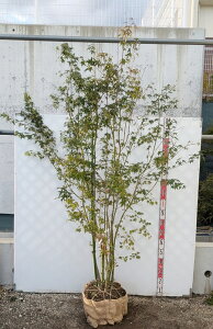 【現品発送】イロハモミジ 苗木 株立ち 樹高2.1m Y260《新緑の涼しさと紅葉を楽しめる苗木》