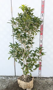 yizLNZCi؍ҁj c؁@1.2m@S658